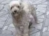 Cachorro raça kolim com outra raça idade 4 anos nome Mel