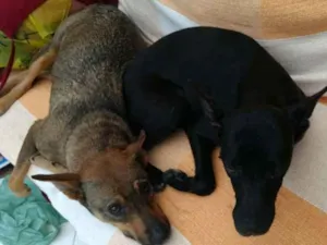 Cachorro raça Vira-Latas idade 1 ano nome Morena