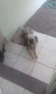 Estopinha