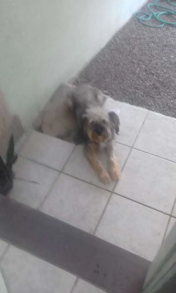 Cachorro ra a Não sei raça mas é de raça  idade 2 anos nome Estopinha