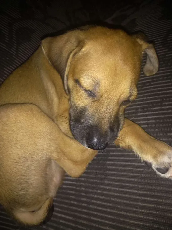 Cachorro raça Pitbull e Cooper idade Abaixo de 2 meses nome Scooby