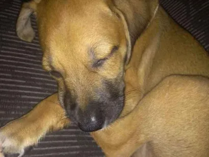 Cachorro raça Pitbull e Cooper idade Abaixo de 2 meses nome Scooby