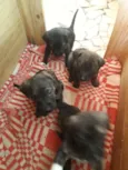 5 fêmeas e 2machos