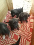 5 fêmeas e 2machos