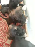 5 fêmeas e 2machos