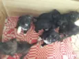 5 fêmeas e 2machos
