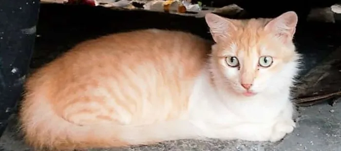 Gato ra a SRD idade 7 a 11 meses nome GALEGUINHA