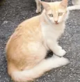 GALEGUINHA