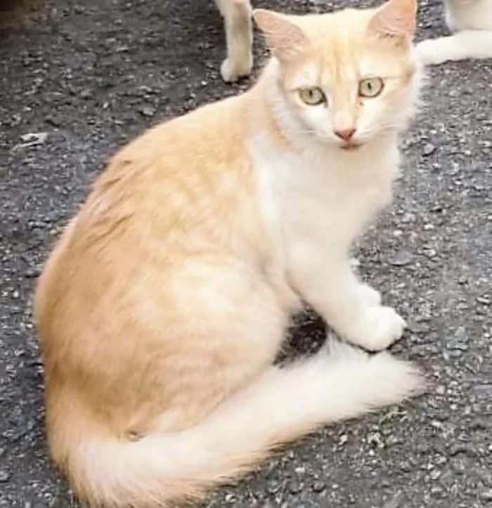 Gato ra a SRD idade 7 a 11 meses nome GALEGUINHA