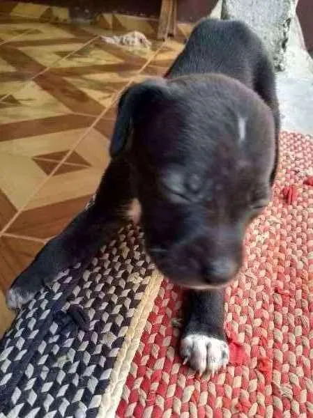 Cachorro raça viralata idade Abaixo de 2 meses nome sem nome