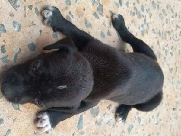 Cachorro raça viralata idade Abaixo de 2 meses nome sem nome