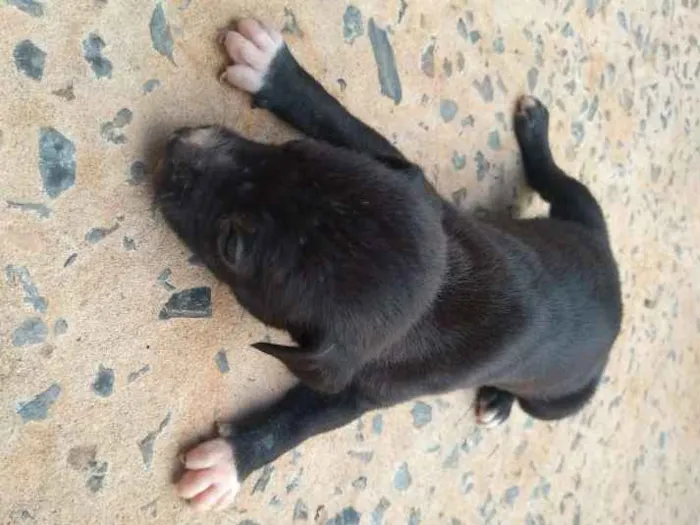Cachorro raça vira lata idade Abaixo de 2 meses nome sem nome