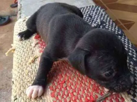 Cachorro raça vira lata idade Abaixo de 2 meses nome sem nome