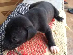 Cachorro raça vira lata idade Abaixo de 2 meses nome sem nome