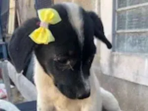 Cachorro raça Vira lata idade 2 a 6 meses nome Tina