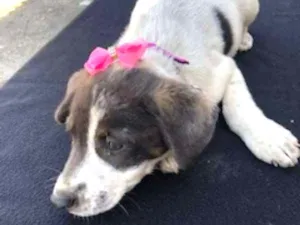 Cachorro raça Vira lata idade 2 a 6 meses nome Nina