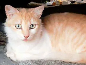 Gato raça SRD idade 7 a 11 meses nome GALEGUINHA