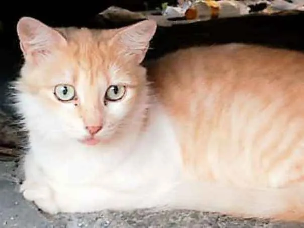 Gato ra a SRD idade 7 a 11 meses nome GALEGUINHA