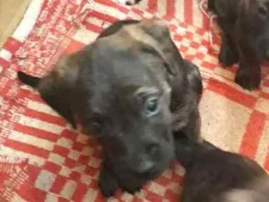 Cachorro raça Sem raça  idade Abaixo de 2 meses nome 5 fêmeas e 2machos 