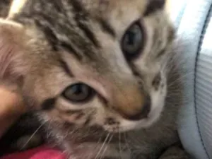 Gato raça  idade 2 a 6 meses nome Sem nome