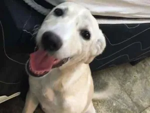 Cachorro raça Vira Lata  idade 2 a 6 meses nome Charlote
