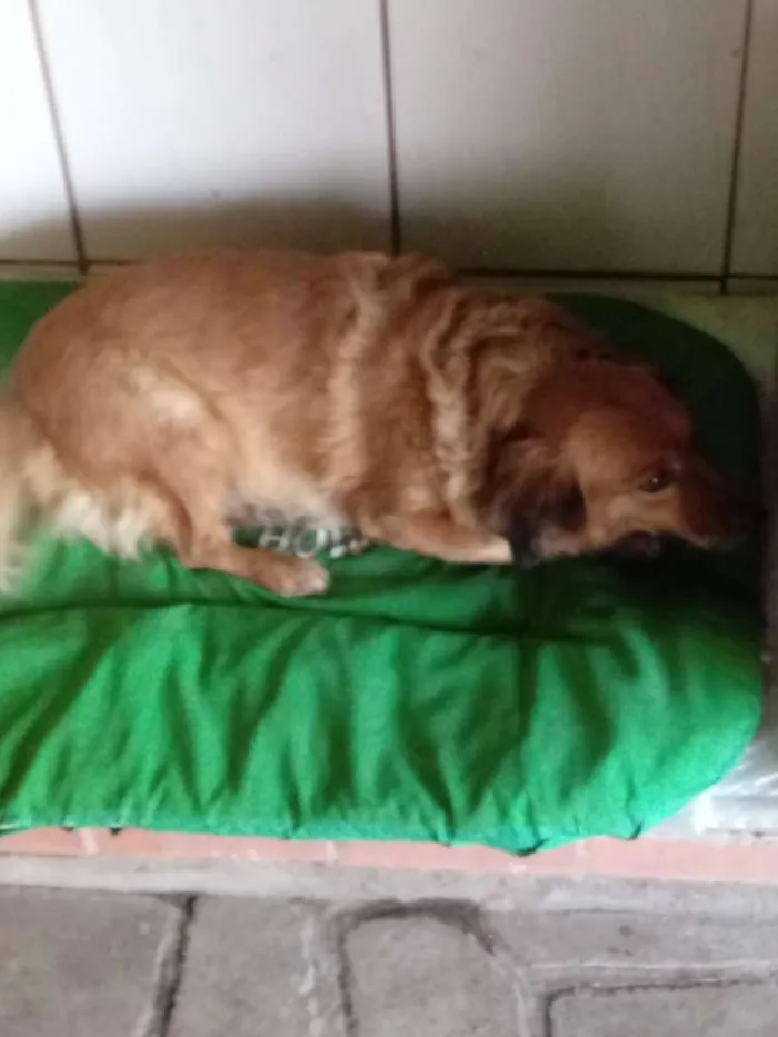 Cachorro ra a Indefinida idade 6 ou mais anos nome Gorda