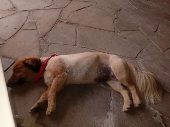 Cachorro ra a Indefinida idade 6 ou mais anos nome Gorda