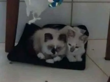 Gato ra a Vira-Lata idade 2 a 6 meses nome Dara e Oli