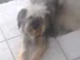 Estopinha