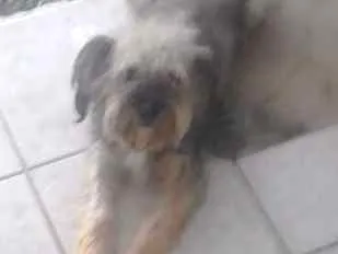 Cachorro ra a Não sei raça mas é de raça  idade 2 anos nome Estopinha
