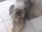 Cachorro raça Não sei raça mas é de raça  idade 2 anos nome Estopinha