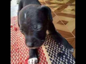Cachorro raça viralata idade Abaixo de 2 meses nome sem nome