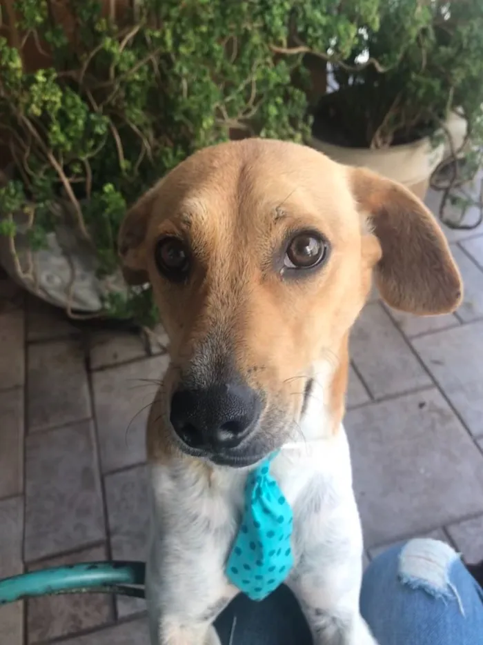 Cachorro raça SRD idade 2 anos nome Sheik