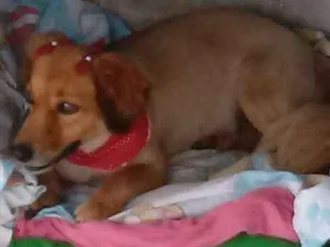 Cachorro raça Indefinida idade 6 ou mais anos nome Gorda
