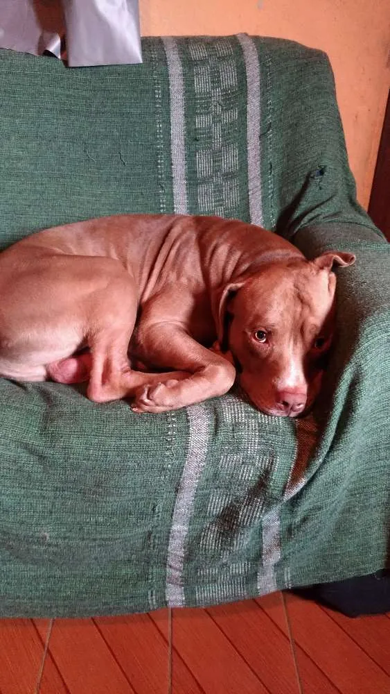 Cachorro raça Pitbull idade 3 anos nome Kastiel