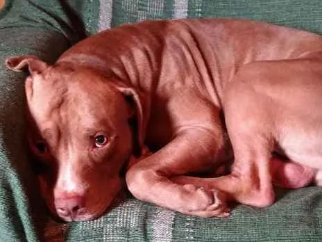 Cachorro raça Pitbull idade 3 anos nome Kastiel