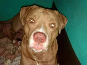 Cachorro raça Pitbull idade 3 anos nome Kastiel