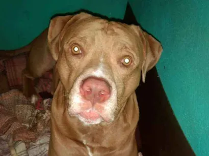 Cachorro raça Pitbull idade 3 anos nome Kastiel