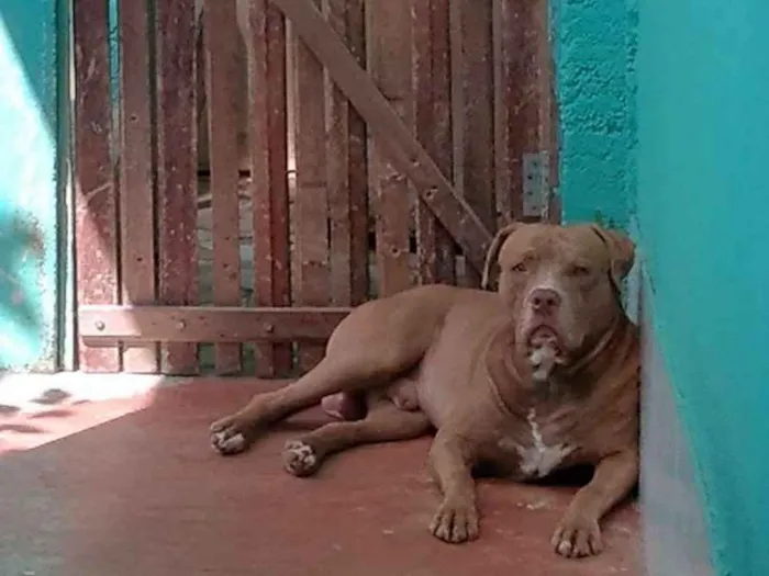 Cachorro raça Pitbull idade 3 anos nome Kastiel
