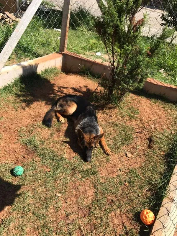 Cachorro ra a PASTOR ALEMÃO idade 7 a 11 meses nome NINA