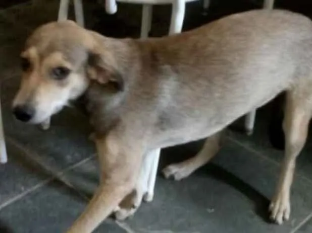 Cachorro ra a Vira lata idade 7 a 11 meses nome Pipoca