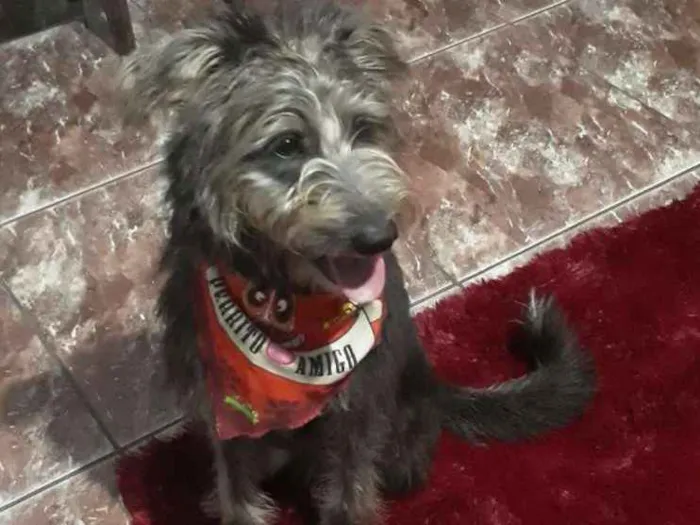 Cachorro ra a SRD idade 2 a 6 meses nome Tobias