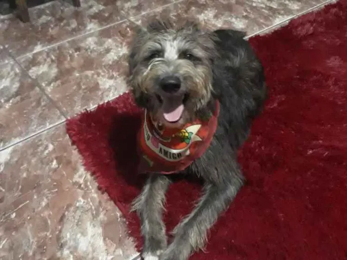 Cachorro ra a SRD idade 2 a 6 meses nome Tobias