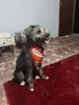 Tobias