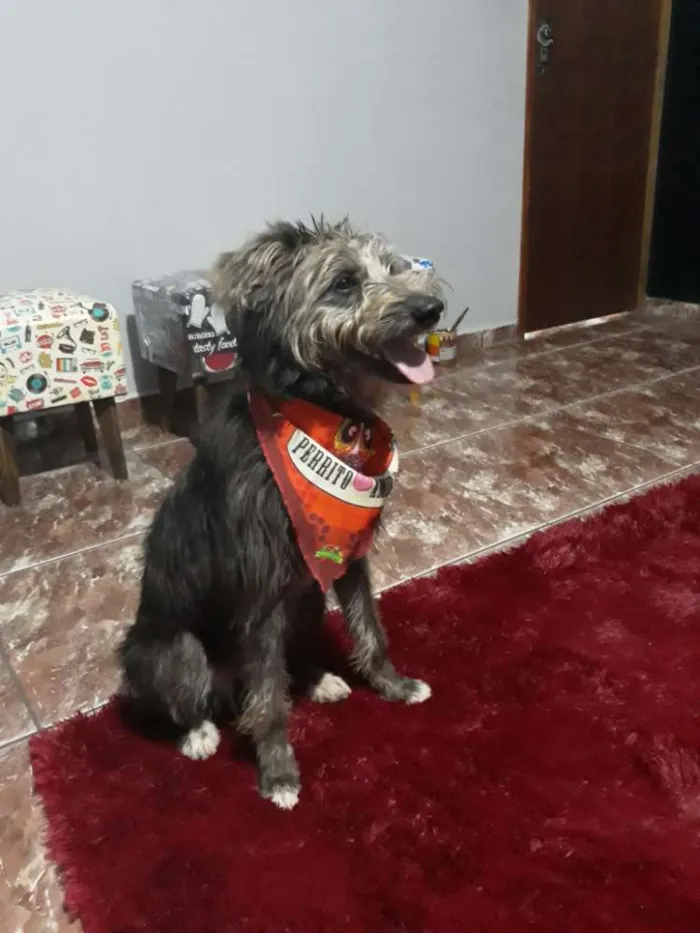 Cachorro ra a SRD idade 2 a 6 meses nome Tobias
