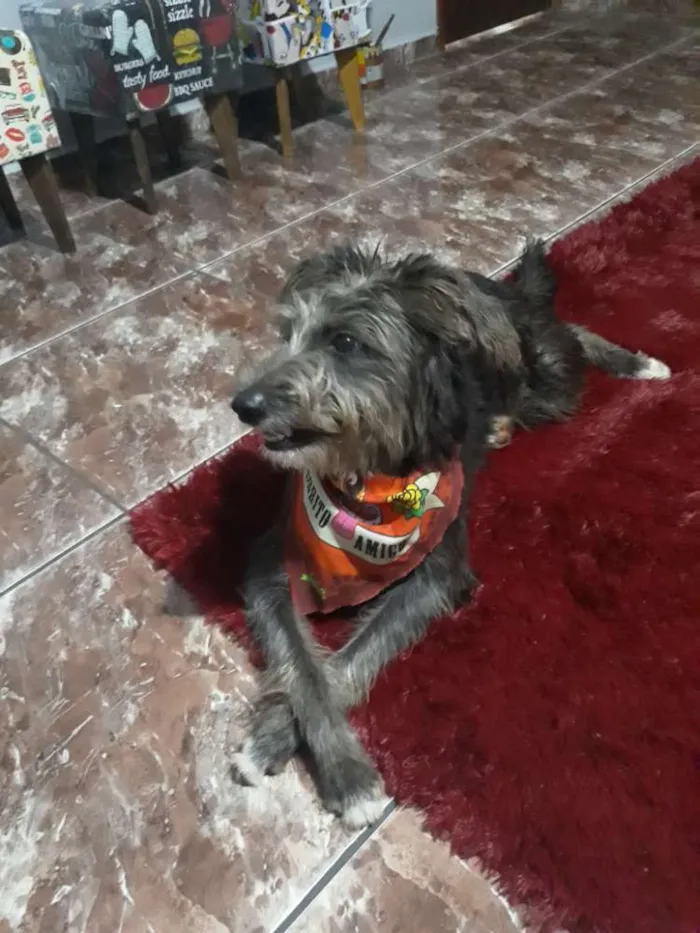 Cachorro ra a SRD idade 2 a 6 meses nome Tobias