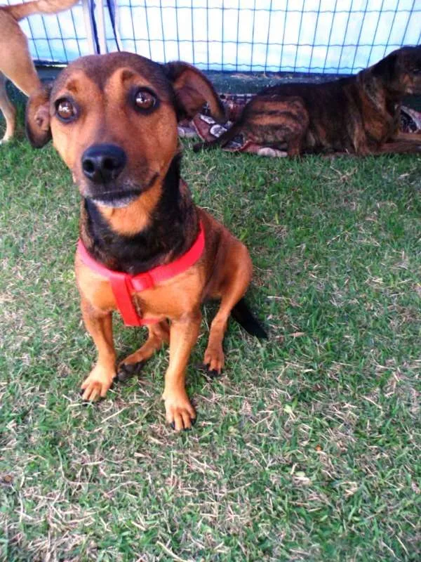 Cachorro ra a SRD idade 3 anos nome Fiona