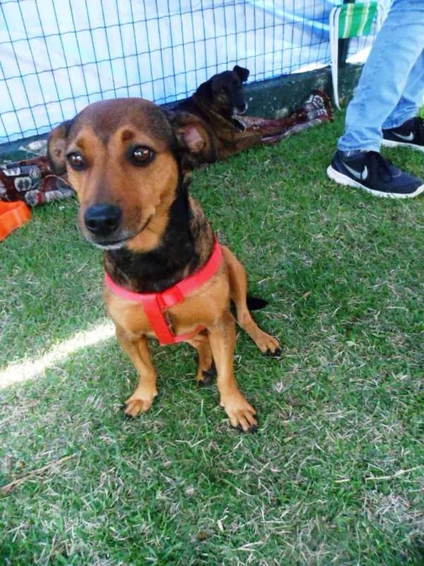 Cachorro ra a SRD idade 3 anos nome Fiona