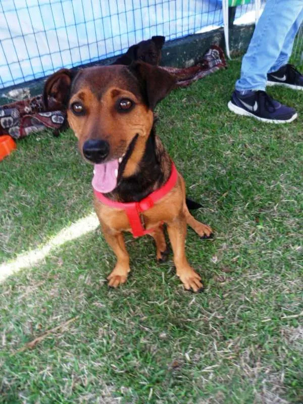 Cachorro ra a SRD idade 3 anos nome Fiona