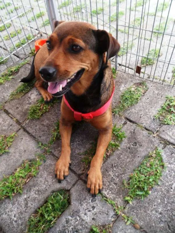 Cachorro ra a SRD idade 3 anos nome Fiona